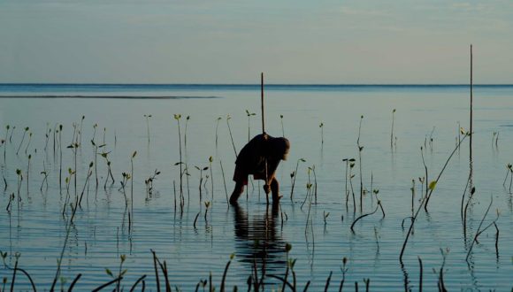 planting mangroves in indonesia for eden reforestation projects
