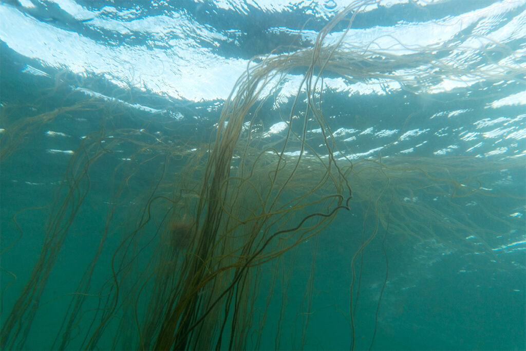 sea spaghetti seaweed underwater in cornwall