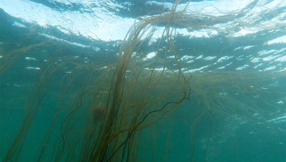 sea spaghetti seaweed underwater in cornwall