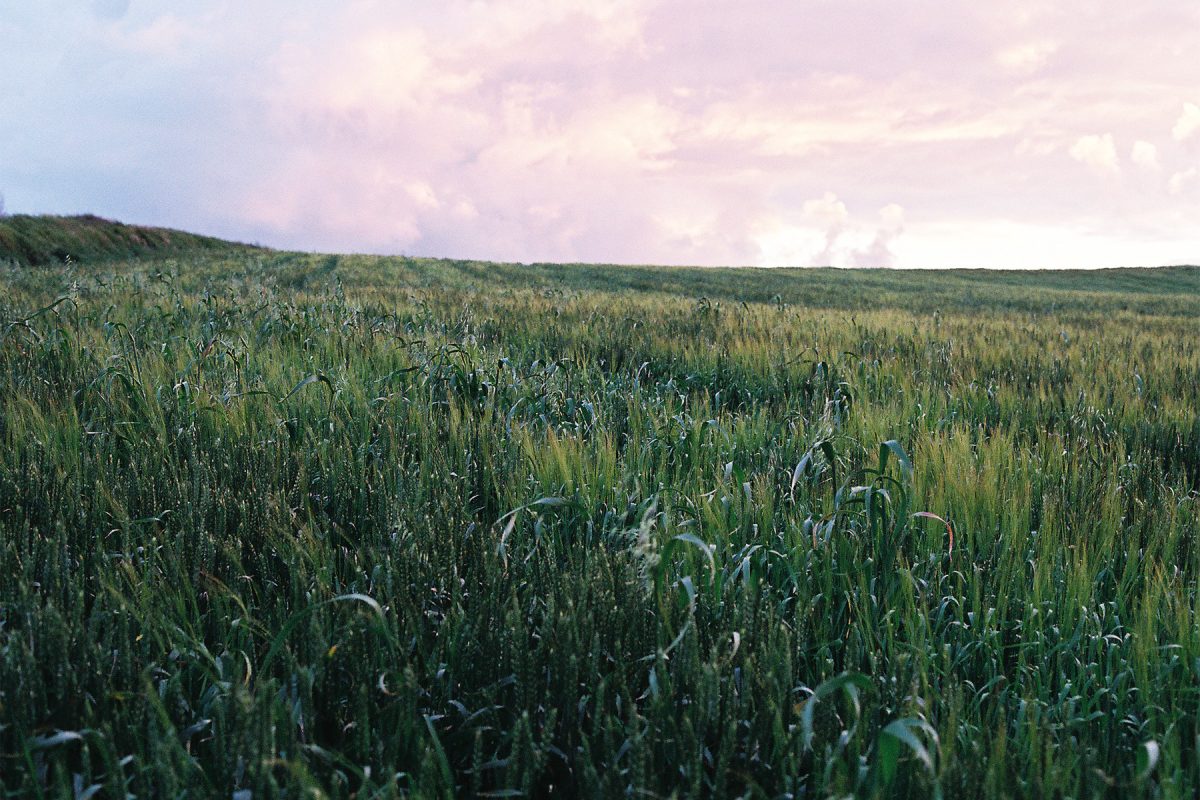 summer field of green wheat at sunset