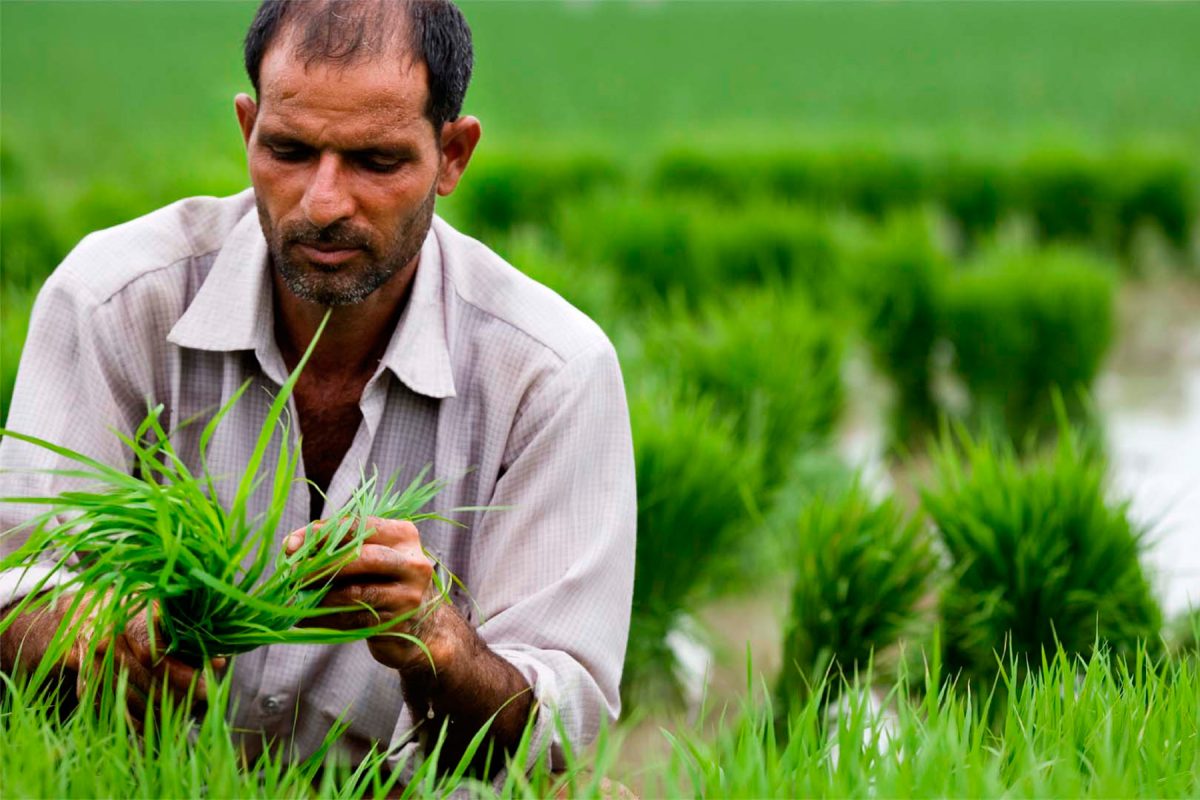 image from tilda rice's 2021 impact report