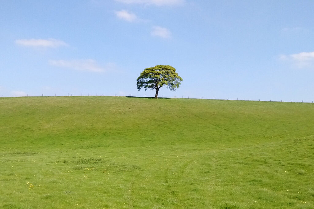 lone tree