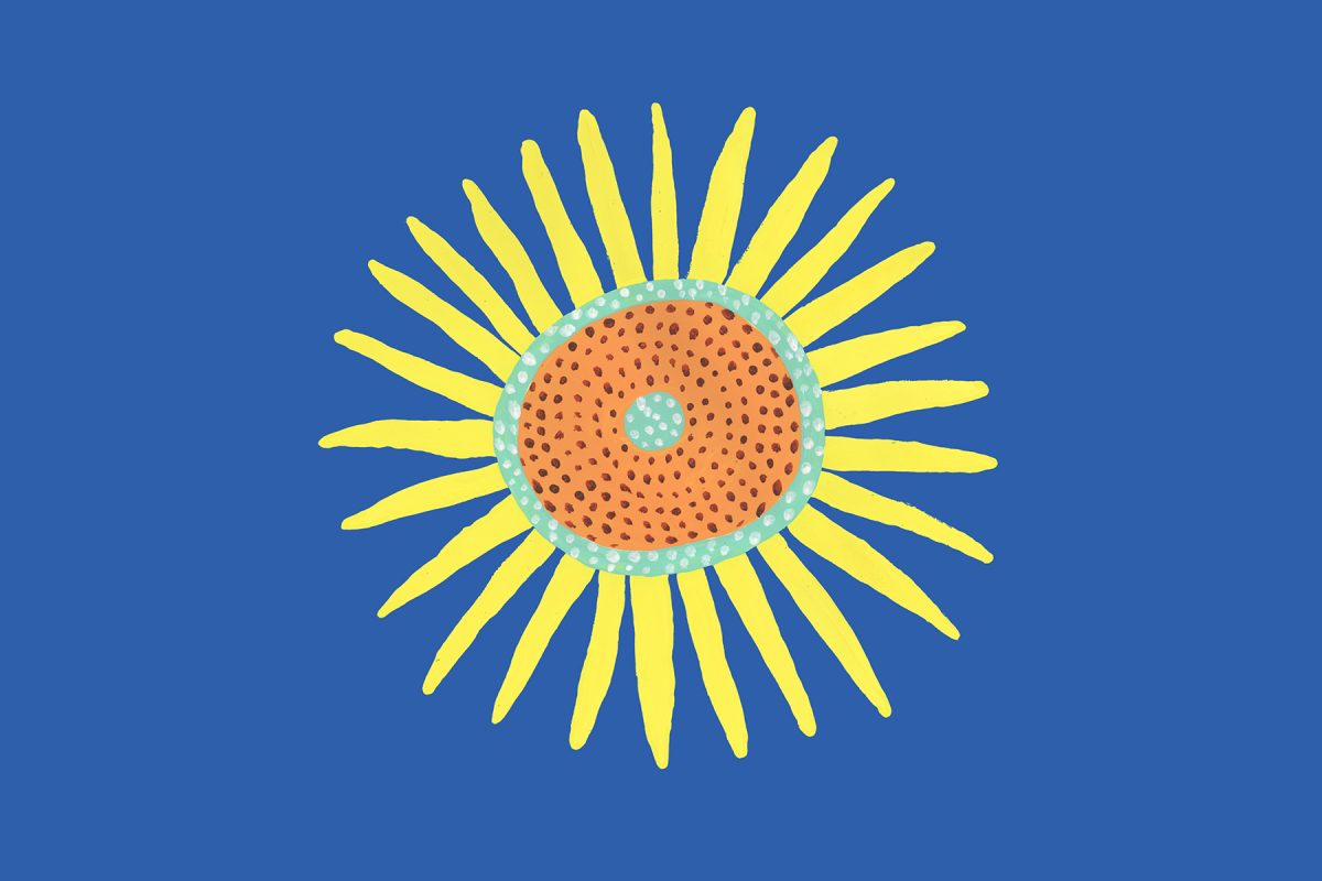 growing sunflowers campaign for ukraine