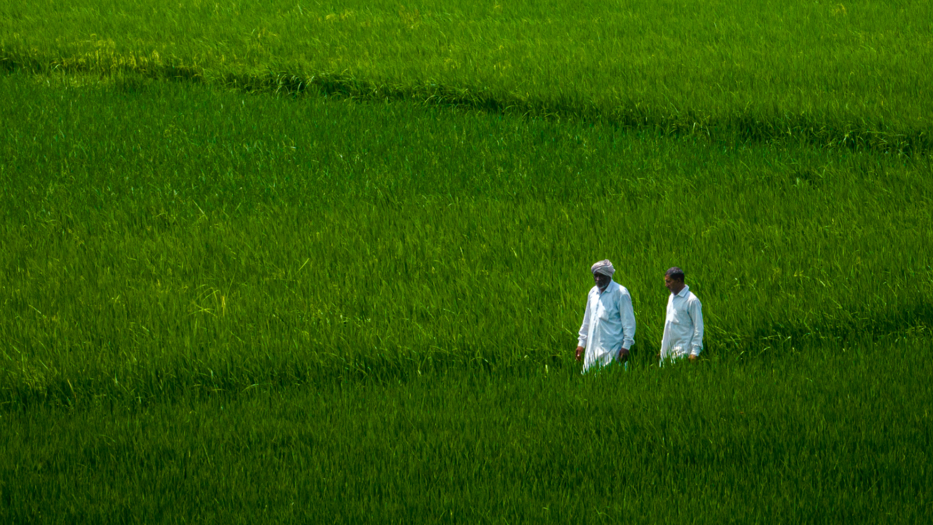 Two people walking through a rice paddy field